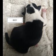Border Collie