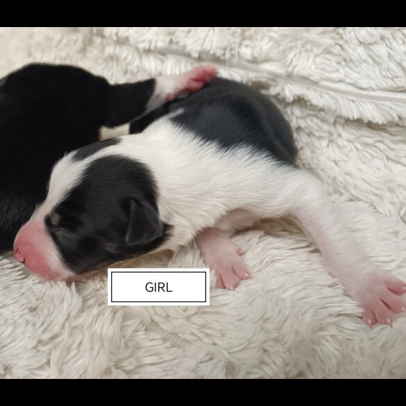 Border Collie