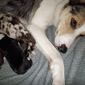 Border Collie