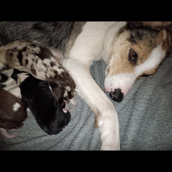 Border Collie
