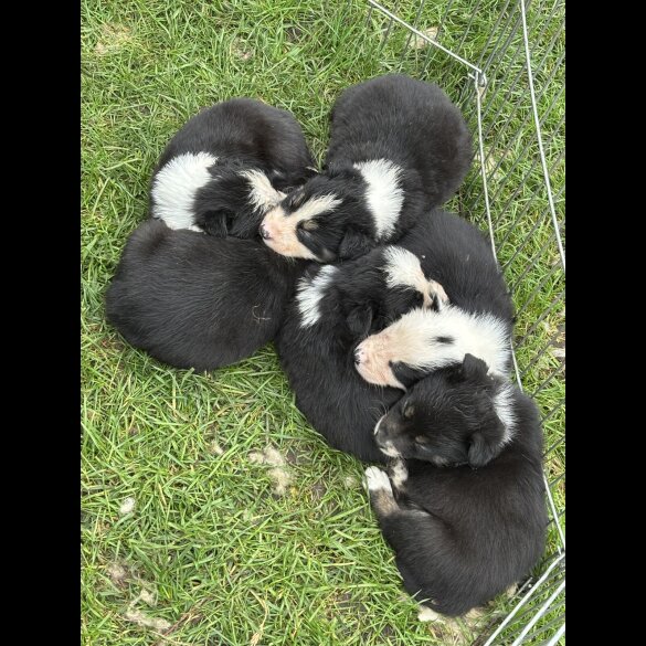 Border Collie