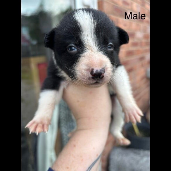 Border Collie