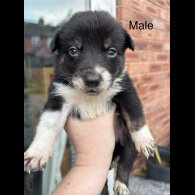 Border Collie