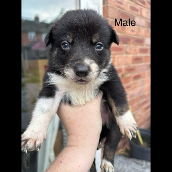 Border Collie