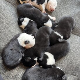 Border Collie