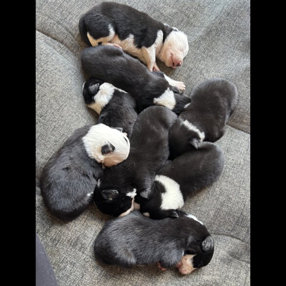 Border Collie
