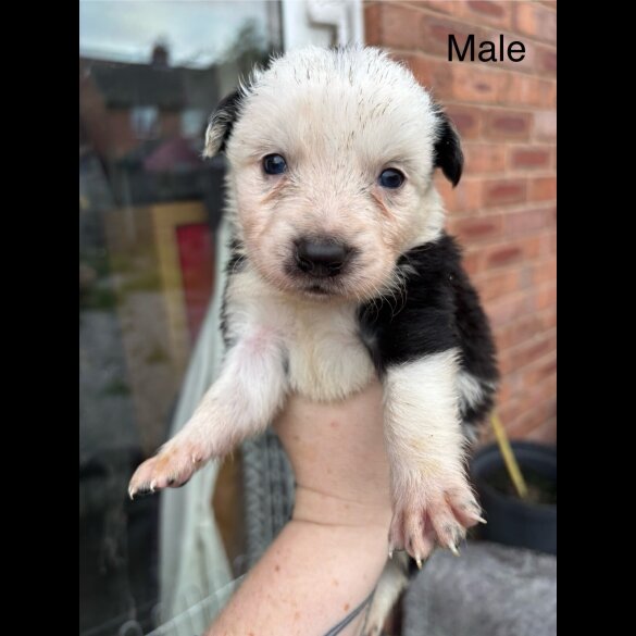 Border Collie