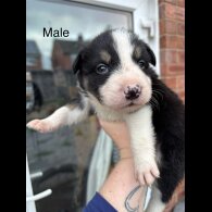 Border Collie