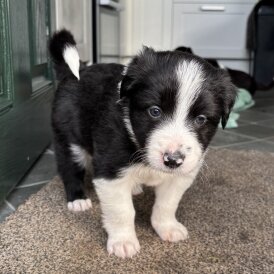 Border Collie