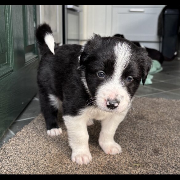 Border Collie