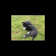 Border Collie - Both