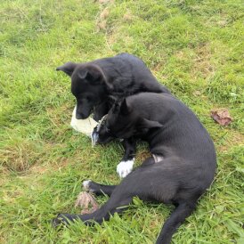 Border Collie - Both