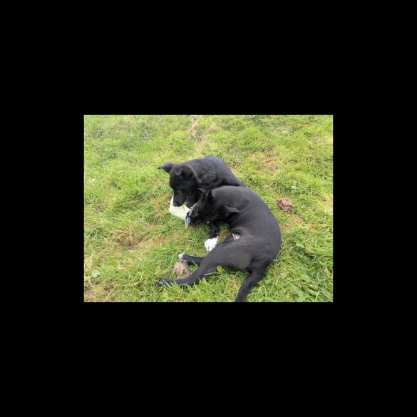 Border Collie - Both