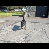 Border Collie - Both