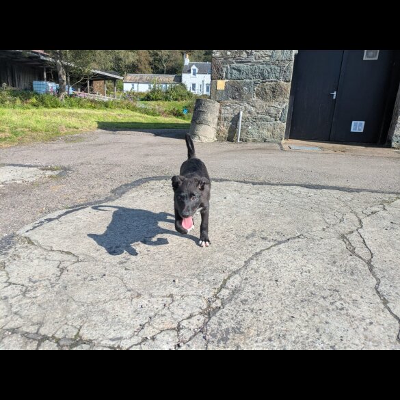 Border Collie - Both