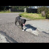 Border Collie - Both