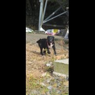 Border Collie - Both