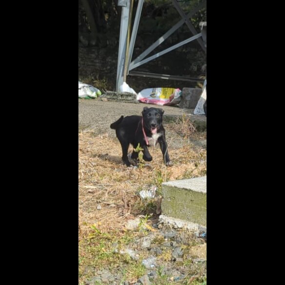 Border Collie - Both