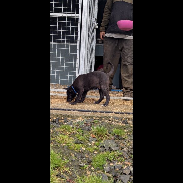 Border Collie - Both