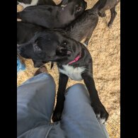 Border Collie - Both