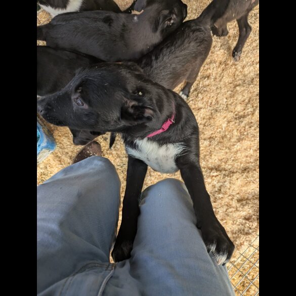 Border Collie - Both