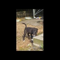 Border Collie - Both