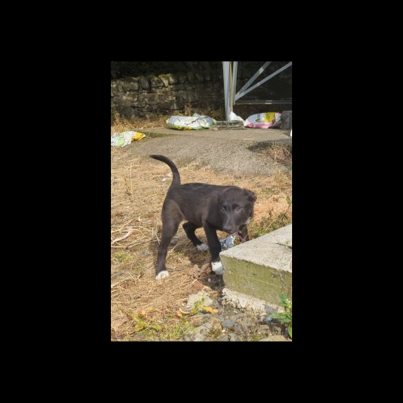 Border Collie - Both