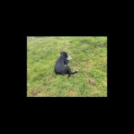 Border Collie - Both