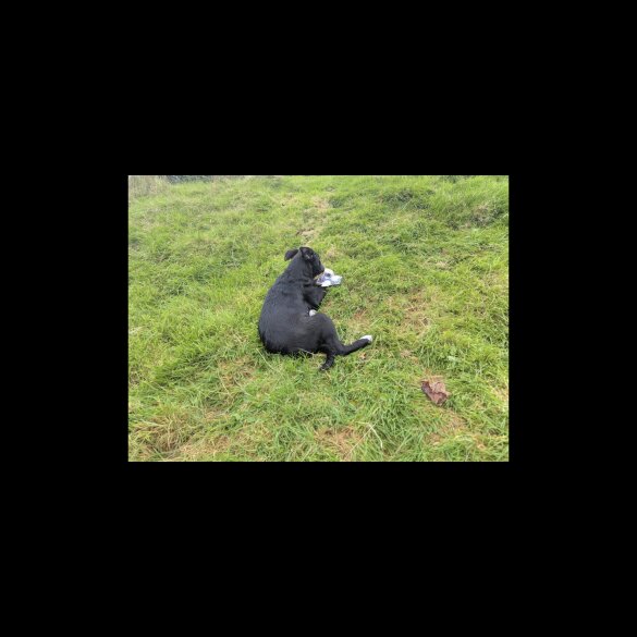 Border Collie - Both