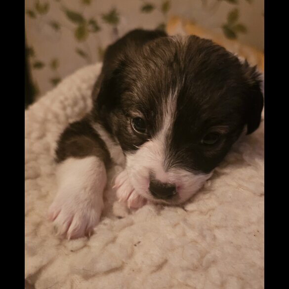 Border Collie