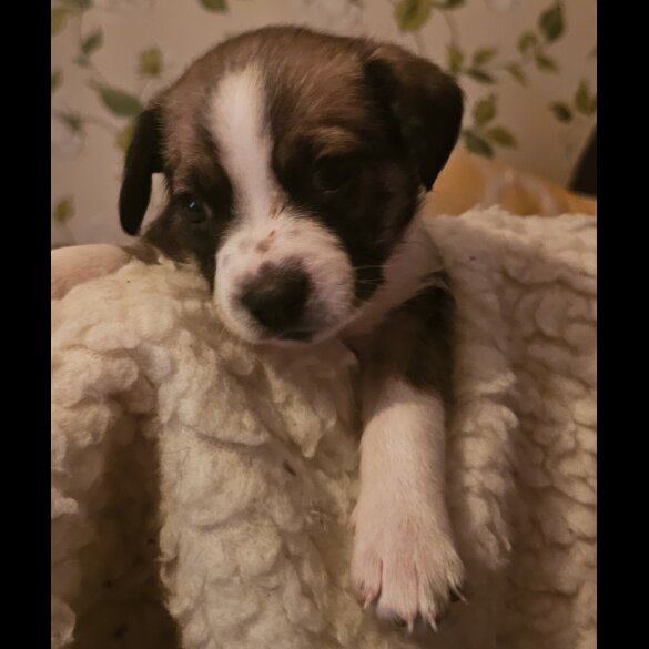 Border Collie