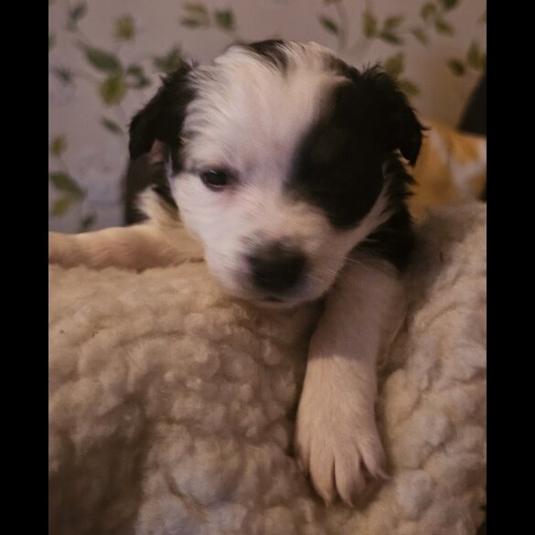 Border Collie