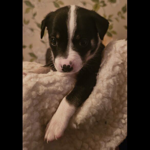 Border Collie