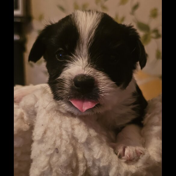 Border Collie