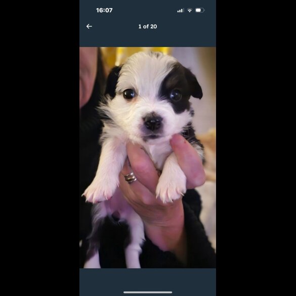 Border Collie