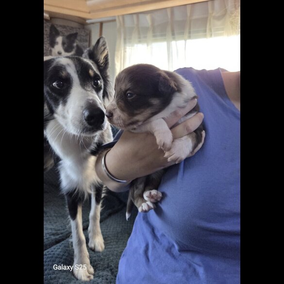Border Collie