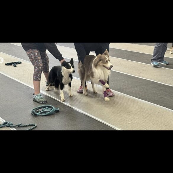 Border Collie