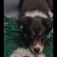 Border Collie