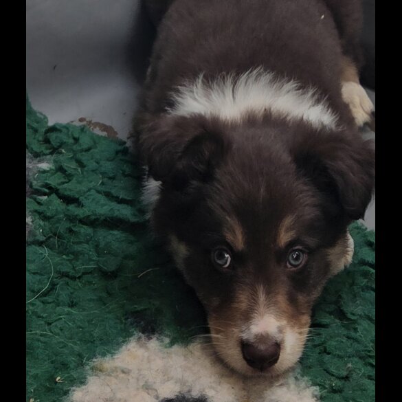 Border Collie