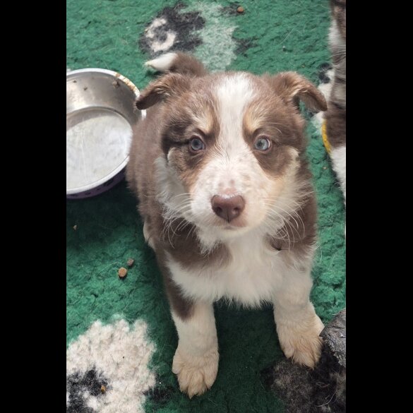 Border Collie