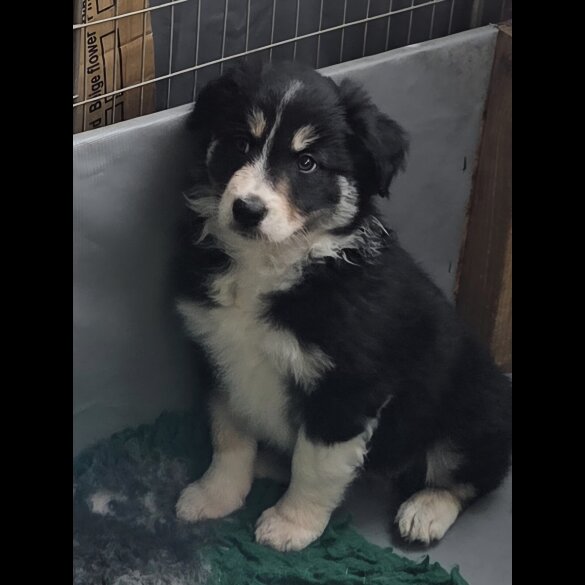 Border Collie