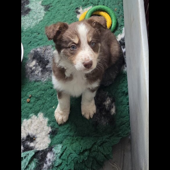Border Collie