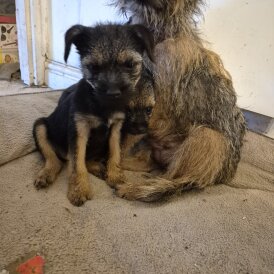Border Terrier