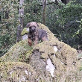Border Terrier - Bitches
