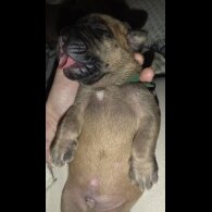 Bullmastiff