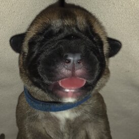 Bullmastiff