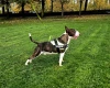 Bull Terrier