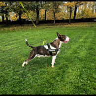 Bull Terrier