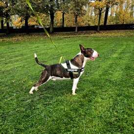 Bull Terrier