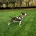 Bull Terrier